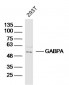 GABPA Polyclonal Antibody