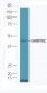 GABPB2 Polyclonal Antibody