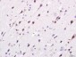 Giantin Polyclonal Antibody