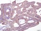Giantin Polyclonal Antibody