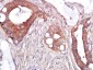 Giantin Polyclonal Antibody