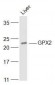 GPX2 Polyclonal Antibody