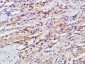 GPR25 Polyclonal Antibody