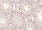 ZNF575 Polyclonal Antibody