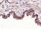 IKAP Polyclonal Antibody