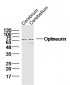 Optineurin Polyclonal Antibody