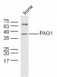 PAG1 Polyclonal Antibody