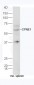 CPNE1 Polyclonal Antibody