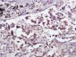 CPNE1 Polyclonal Antibody