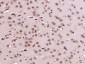 CREB5 Polyclonal Antibody