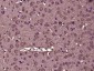 CXXC4 Polyclonal Antibody