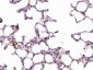 Cyclophilin E Polyclonal Antibody