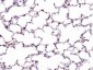 Cyclophilin E Polyclonal Antibody