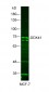 DDX41 Polyclonal Antibody