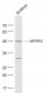eIF4A3 Polyclonal Antibody