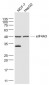 eIF4A3 Polyclonal Antibody