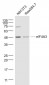 eIF4A3 Polyclonal Antibody