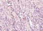 eIF4A3 Polyclonal Antibody