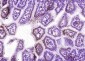 eIF4A3 Polyclonal Antibody