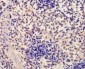 eIF4ENIF1 Polyclonal Antibody