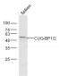 CUG-BP1/2 Polyclonal Antibody