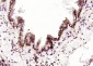CUG-BP1/2 Polyclonal Antibody