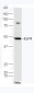 ELP4 Polyclonal Antibody