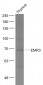 EMR3 Polyclonal Antibody