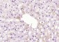 C1QL3 Polyclonal Antibody