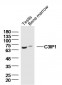 C3IP1  Polyclonal Antibody