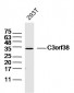 C3orf38 Polyclonal Antibody