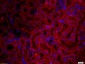 GPR177 Polyclonal Antibody