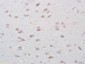 GPR177 Polyclonal Antibody