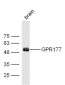 GPR177 Polyclonal Antibody