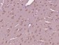GPR89A Polyclonal Antibody