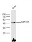 GPR91 Polyclonal Antibody