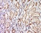 GPR91 Polyclonal Antibody