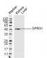 GPR91 Polyclonal Antibody