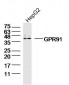 GPR91 Polyclonal Antibody