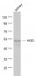HGD Polyclonal Antibody