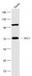 HIC1 Polyclonal Antibody