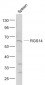 RGS14  Polyclonal Antibody