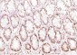 RGS14  Polyclonal Antibody
