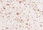 RGS14  Polyclonal Antibody