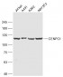 CENPC1 Polyclonal Antibody