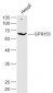 GPR153 Polyclonal Antibody