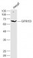 GPR153 Polyclonal Antibody