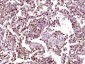 INSM1 Polyclonal Antibody