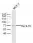 KLHL15 Polyclonal Antibody