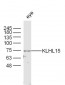 KLHL15 Polyclonal Antibody